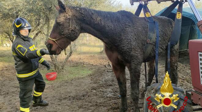 cavallo, vigili del fuoco