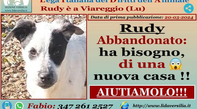 Buono, affettuoso e sano... il cucciolo Rudy cerca adozione