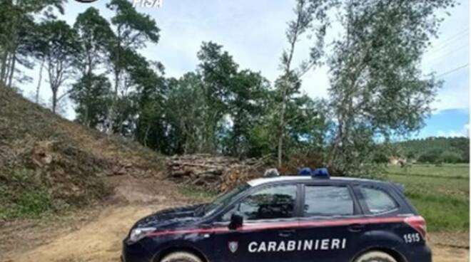 carabinieri, forestali, pisa, bosco, taglio boschivo, alberi