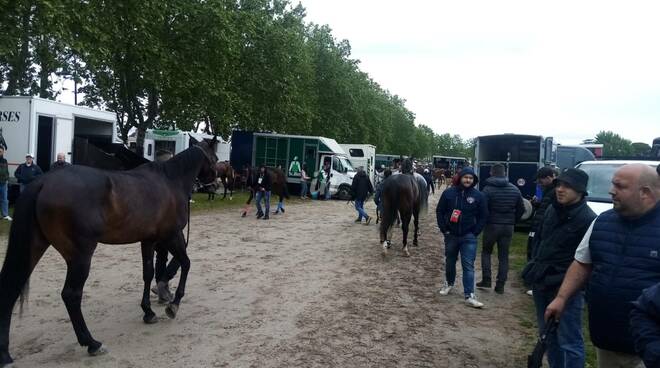 corse di primavera, palio di fucecchio, cavalli, fucecchio