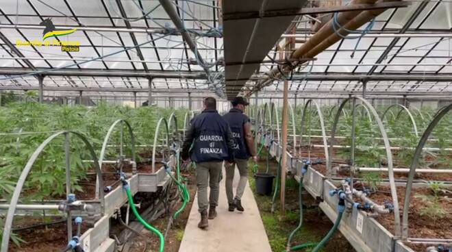 guardia di finanza serra marijuana pescia 