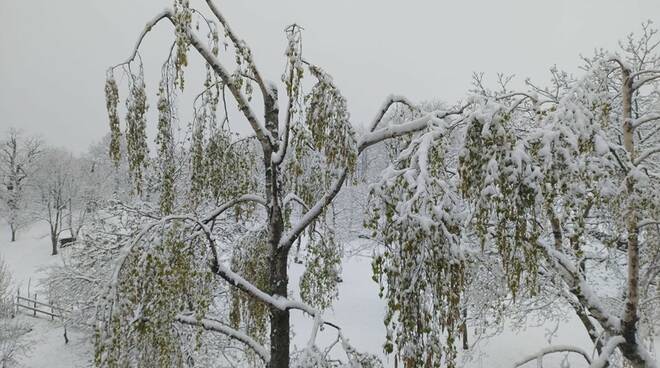 neve villa collemandina