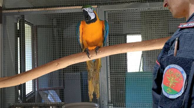 pappagallo ara sequestrato